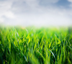 Close-up of crop in field