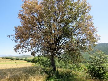 Tree on field against clear sky