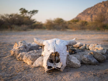 Close-up of animal skull of cow