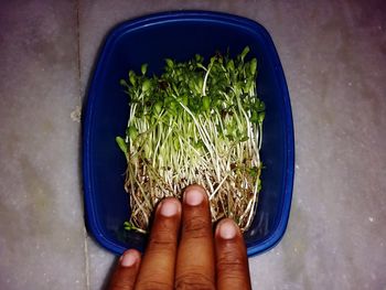 High angle view of hand holding plants