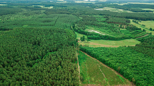 High angle view of agricultural field