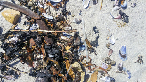 High angle view of crab on beach