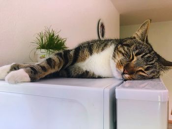 Close-up of a cat sleeping