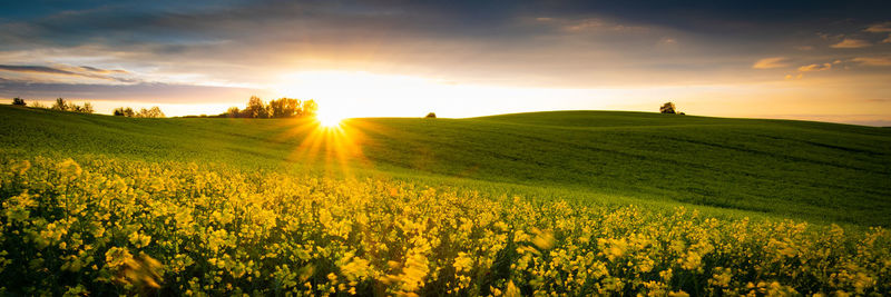 Scenic view of agricultural field against sky during sunset