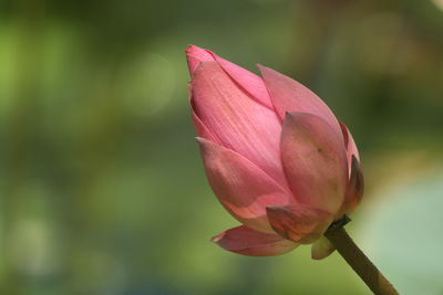 Close-up of pink lotus flower bud