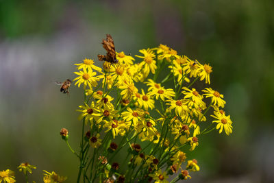 Close-up of bee pollinating flower