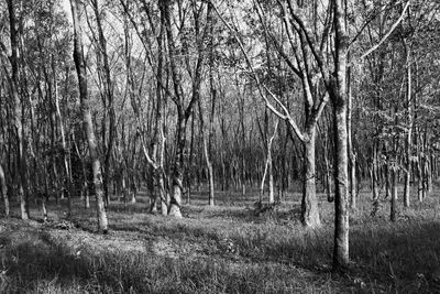 Bare trees in forest