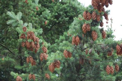 Low angle view of pine cones growing on tree