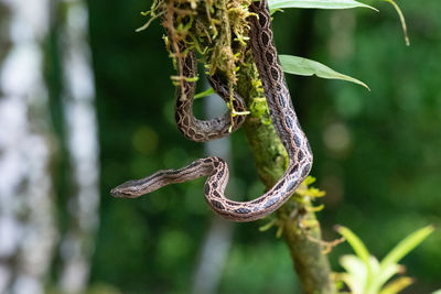 Close-up of barbed wire hanging on tree