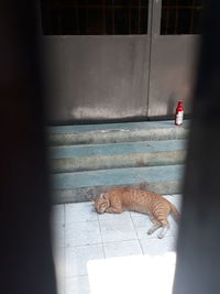 Cat relaxing on floor