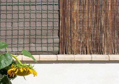 Yellow flowering plant by fence against wall