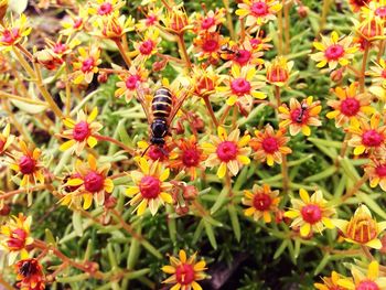 High angle view of wasp pollinating on yellow flower