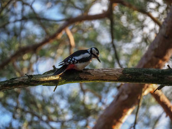 Close-up of bird perching on branch