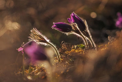 Close-up of purple crocus flowers on field