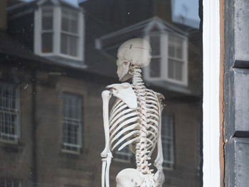 Human skeleton seen through glass with reflection of building