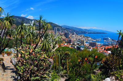 Palm trees and plants growing in city against blue sky