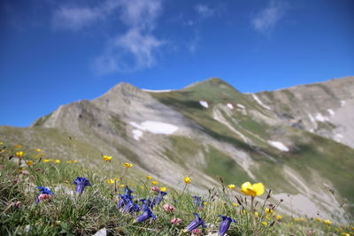 Purple flowering plants on field against blue sky