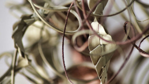 Close-up of plant on twig