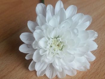 Close-up of white flowers