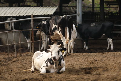 Cows standing in a field