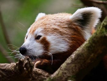 Close-up of an animal looking away