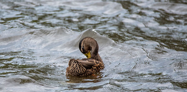 Duck swimming in lake