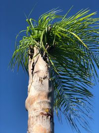 Low angle view of coconut palm tree against blue sky