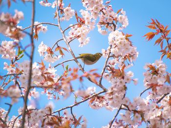 Low angle view of cherry blossoms against sky