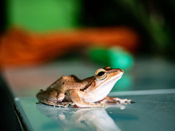 Close-up of frog