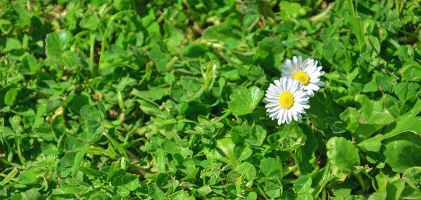 Close-up of yellow flowers