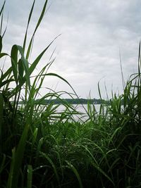 Close-up of grass growing in field