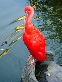 High angle view of bird perching on a lake
