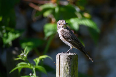 Close-up of bird perching on wooden post