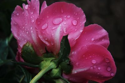 Close-up of water drops on pink rose