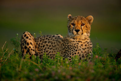 View of a cat on field