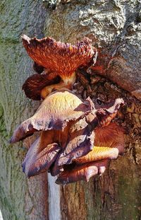 High angle view of mushrooms growing on tree trunk