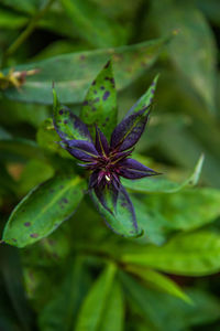 Close-up of purple flower