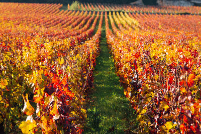 Scenic view of vineyards during autumn in burgundy