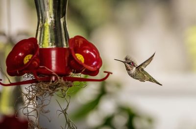 Humming bird feeding