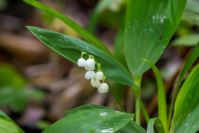 Flowers of lily