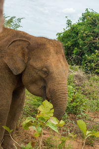 Elephant in a forest