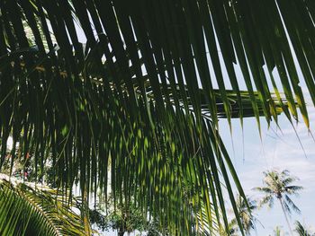 Low angle view of palm trees against sky