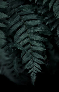 Close-up of snow covered leaves