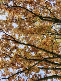 Low angle view of trees against sky during autumn