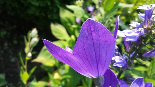 Close-up of purple flower blooming outdoors