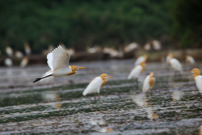 Seagulls flying over water