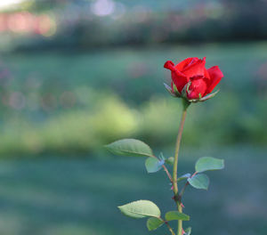 Red rose with prickly stem in a garden