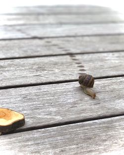 Close-up of snail on wood