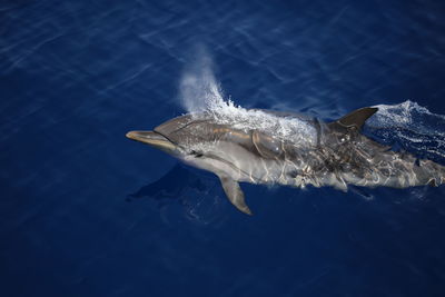 High angle view of dolphin swimming in sea