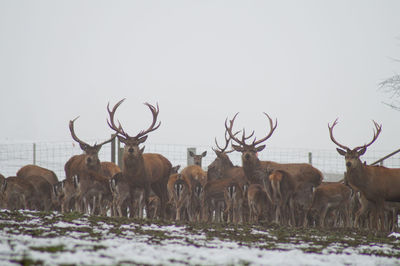 Deer standing on field against clear sky during winter